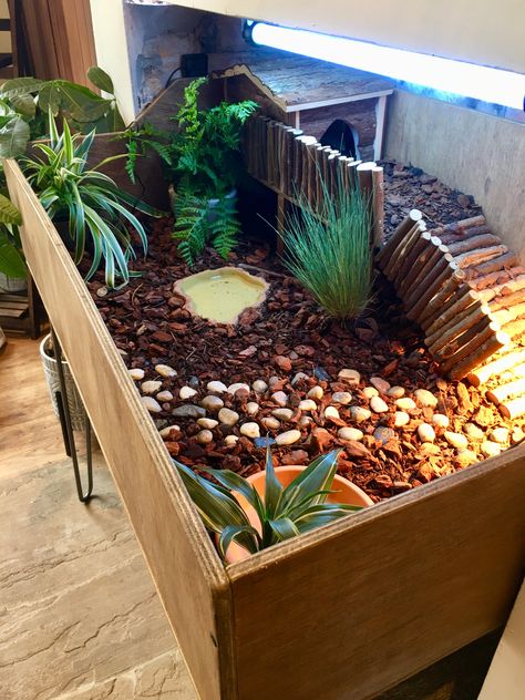 Tortoise Cage Indoor, Turtle Terrarium Indoor, Tortoise Habitat Ideas Indoor, Tortoise Cage Ideas, Terrarium For Tortoise, Turtle Table Tortoise Habitat, Turtle Cage Ideas, Tortoise House Ideas, Tortoise Vivarium Ideas