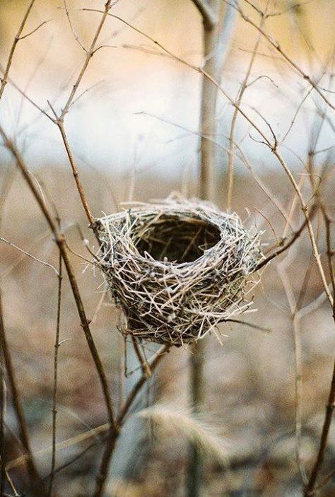 Winter Cabin, Bird Nest, Tree Branch, Bird Feathers, Love Birds, Nature Beauty, Beautiful Birds, Natural World, Bird Houses