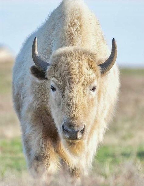 White Bison, Google Search, White