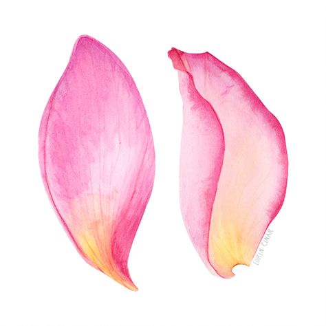 PINK PETALS by Lorin Cinar Watercolor painting on a HP Bockingford watercolor paper.  #botanical #painting #rose #pinkpetal #watercolor #art #flower Rose Petals Drawing, Drawing Roses, Flower Petal Art, Romantic Settings, Flower Pedals, Roses Art, Watercolor Sketchbook, Watercolor Flower Art, Illustrator Artist