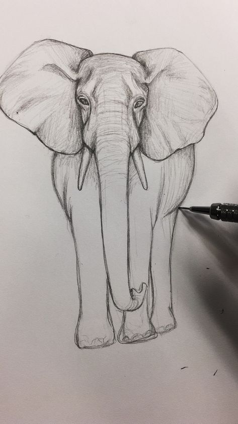 This elephant is a work in progress! ;)  #elephant #drawing #work #in #progress #etsy #trunk #art #sketch Elephant Sketch Simple, Elephant Drawing Pencil, Elephant Drawing Realistic, Simple Elephant Drawing, Indian Elephant Drawing, Elephant Art Drawing, Easy Elephant Drawing, Elephant Sketch, Realistic Animal Drawings