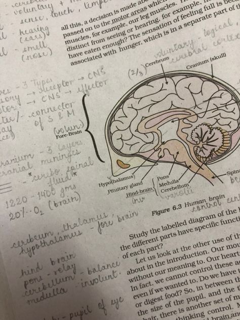 Biology Diagrams Aesthetic, Biology Ncert Book Highlights, Study Snaps, Brain Diagram, Neet Notes, Study Snaps Ideas, Biology Diagrams, Notes Life, Study Aesthetics