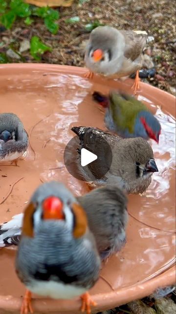 Torben Dehlholm - Tropical Aviary Birds on Instagram: "Cute Zebra Finch Family - mom, dad, and three fledgelings 🤩 #bird #birds #nature #animals #pet #pets #animal" Zebra Finches Bird, Tropical Aviary, Aviary Birds, Zebra Finches, Zebra Finch, Finches Bird, Birds Nature, Finches, Family Mom