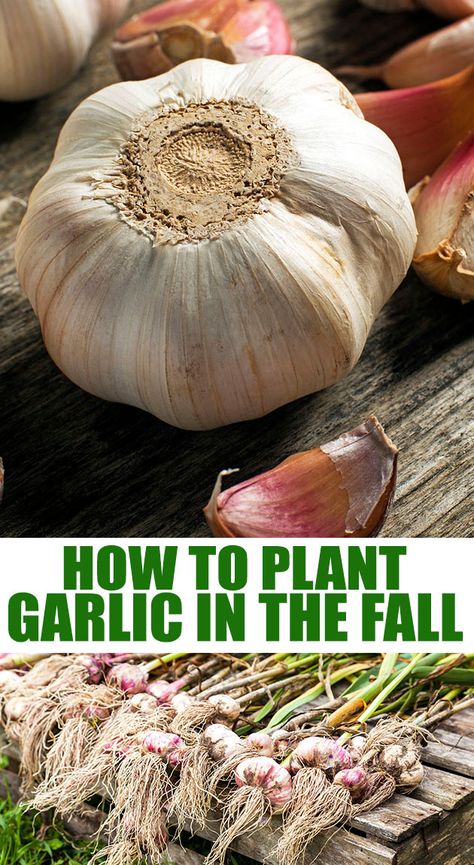 How To Plant Garlic, Garlic Harvest, Plant Garlic, Grow Garlic, Planting Garlic, Growing Garlic, Garden Hacks, Backyard Vegetable Gardens, Backyard Farming