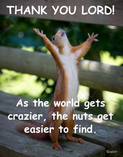 Squirrel Humor, Funny Squirrel Pictures, Good Morning Animated Images, Jw Humor, Squirrel Pictures, Good Morning Funny Pictures, Squirrel Funny, Funny Animated Cartoon, Cute Animal Memes