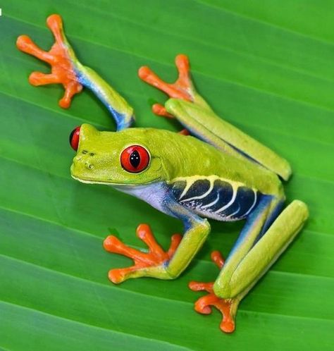 ♔ Grenouilles ♔ Frogs Scary Frog, Collage Animals, Red Eyed Frog, Rainforest Frog, Pet Frog, Frosch Illustration, Colourful Nature, Green Tree Frog, Petit Tattoo