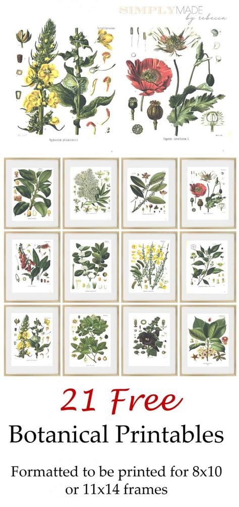 Herbs Printables Free, Plant Pictures Printable, Herb Prints Free Printable, Free Forest Printables, Floral Printables Free, Diy Botanical Art, Vintage Flower Prints Free Printable, Free Herb Printables, Free Printable Botanical Wall Art