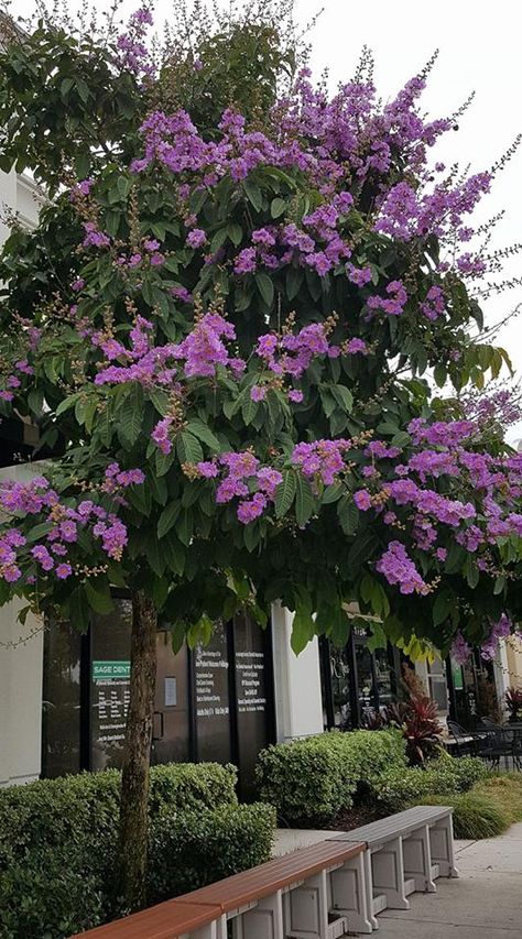 Queen crepe Lagerstroemia speciosa FL Lilly Garden Ideas, Lagerstroemia Speciosa, Orange Lilly, Lilly Garden, Hardy Hydrangea, Trees For Front Yard, Landscape Architecture Plan, Flower Gardening Ideas, Lilly Flower