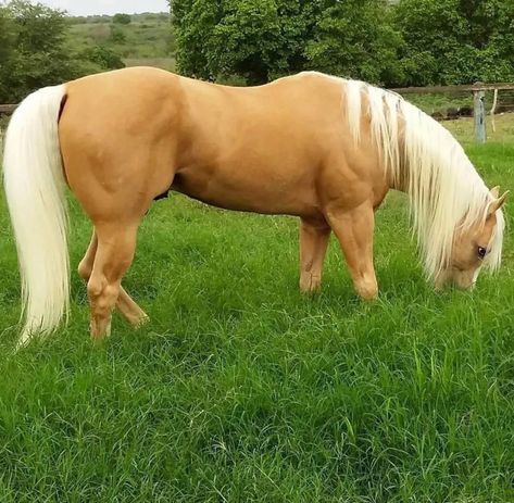 Cavalo Palomino, Palomino Horses, Homesteading Animals, Rare Horses, Beautiful Horses Photography, Tack Store, Palomino Horse, Amazing Animal Pictures, Western Horse Tack