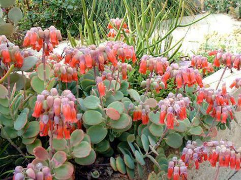 Kalanchoe marnieriana (Marnier's Kalanchoe) is a gray leafed succulent subshrub that grows up to 18 inches (45 cm) tall and up to 3 feet... Kalanchoe Blossfeldiana, Houseplants Low Light, Cactus Planta, Easy Plants, Garden Fountains, Cactus Y Suculentas, Cactus And Succulents, Landscaping Plants, Exotic Plants