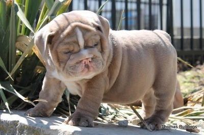 English Bulldogs For Sale Ohio Olde English Bulldog Puppies, Blue English Bulldogs, Mini English Bulldogs, English Bulldog Grey, Miniature English Bulldog, Miniature Bulldog, Bulldogs English, Baby English Bulldogs, English Bulldog For Sale