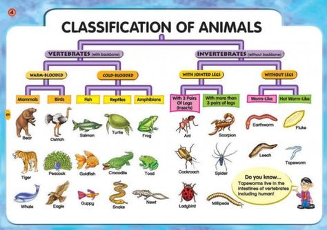 How do scientists organize animals so that people can study them easily? Classifying Animals, Vertebrates And Invertebrates, Animal Classification, Biology Notes, Animal Science, Animal Groups, Types Of Animals, Science Biology, Homeschool Science