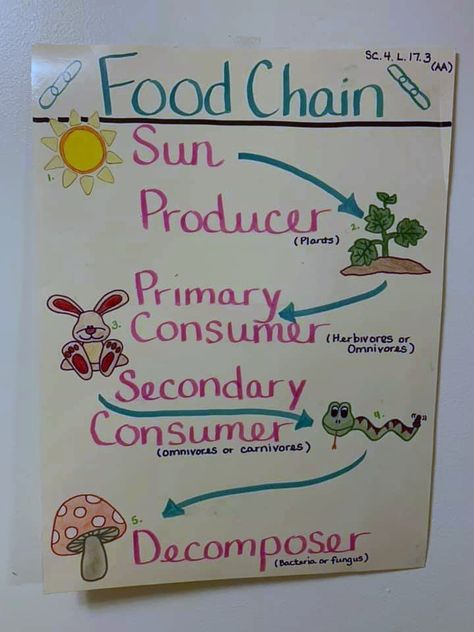 Basic food chain vocabulary anchor chart Food Chain Chart, Jaring Jaring Makanan, Food Chain Project For Kids, Food Chain Anchor Chart, Food Chain Drawing, Food Chain Poster, Food Chains Anchor Chart, Food Chain Project, Vocabulary Anchor Chart