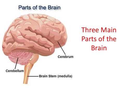 This diagram shows the three main parts of the brain, which are the cerebrum, medulla, and cerebellum, and where they are located. Hesi Exam, Anchor Charts First Grade, Brain Diagram, Brain Parts, Parts Of The Brain, Disney Frozen Elsa Art, Brain Stem, Natural Science, The Nervous System