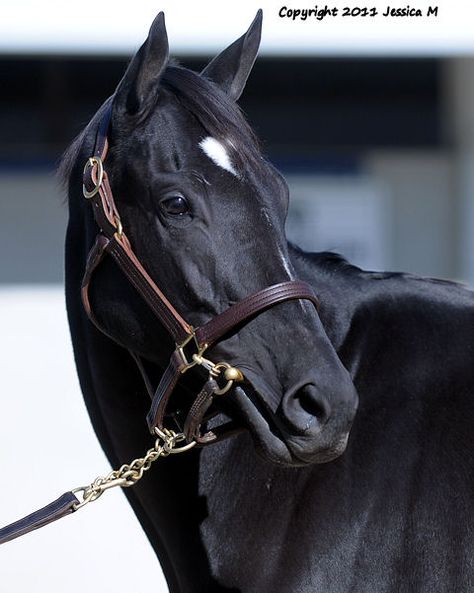 Black Thoroughbred Mare, Thoroughbred Horse Black, Black Thoroughbred Horse, Black Thoroughbred, Thoroughbred Horse Racing, Black Stallion, Dream Horse, Thoroughbred Horse, Horse Equestrian