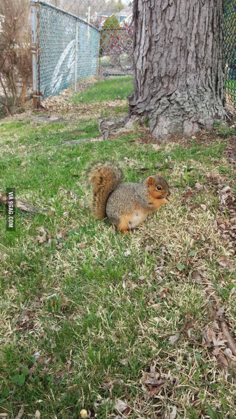 Very pregnant squirrel had no fear Kingdom Animalia, Ready To Pop, Cute Squirrel, Types Of Animals, Rodents, All Birds, Chipmunks, Woodland Creatures, Animal Planet