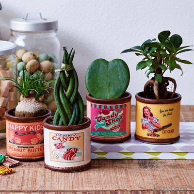 Gorgeous Succulent plants in quirky retro candy tins. A great gift or an easy to look after addition for any home. Go to Best4garden.com to see all of our succulent collections. Indoor Palm Trees, Indoor Palms, Fiesta Bridal Shower, Eco Friendly Garden, Retro Candy, Succulents Indoor, Candy Tins, Plant Aesthetic, Vintage Tins