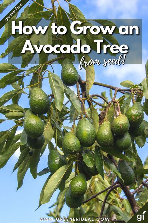 How to grow an avocado tree from seed. Complete guide to growing your own avocado tree right in your own home. Start with the seed from an avocado and use these easy methods to grow an avocado tree. You might even get avocados if you are prepared to wait a while. Avocado Tree From Seed, Growing Avocado, Avocado Types, Avocado Trees, Avocado Plant, Grow Avocado, Growing Fruit Trees, Tree Growth, Avocado Seed