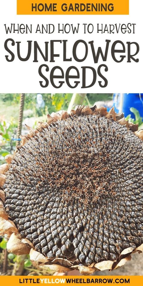 Growing Sunflowers From Seed, Harvest Sunflower Seeds, Seed Harvesting, Harvesting Sunflower Seeds, Types Of Sunflowers, Small Flower Gardens, Garden To Table, Growing Sunflowers, Vegetable Harvest