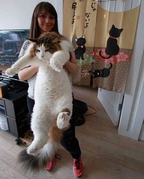 Cat And Dog Memes, Huge Cat, Domestic Cat, Fat Cats, Large Cats, Big Cat, Funny Animal Pictures, Dog Memes, Maine Coon