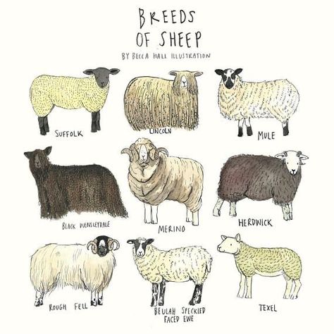 Hall Illustration, Sheep Illustration, Sheep Print, Sheep Paintings, Packing Orders, Sheep Breeds, Sheep Art, Where It All Began, Sheep And Lamb