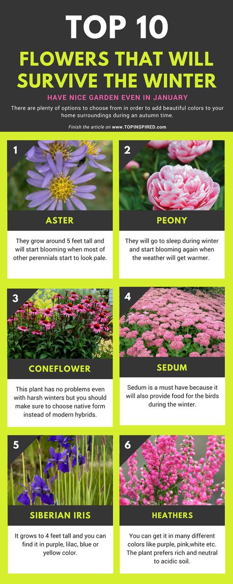 Michigan Perennials, Winter Flowers Garden, Winter Pansies, Landscape Yard, Winter Blooms, Yard Plants, Flower Garden Plans, Flowers Winter, 10 Flowers