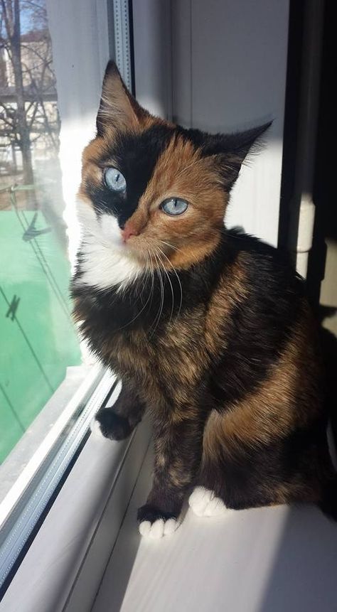 All About Cats With Blue Eyes Calico Cat Blue Eyes, Blue Tortie Cat, Animals With Blue Eyes, Blue Eye Cat, Cats With Blue Eyes, Blue Eyes Cat, Blue Eyed Cat, Beautiful Cats Pictures, Cat References