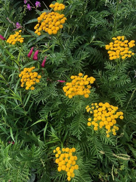 Tansy Plant, Medicinal Weeds, Medicinal Herbs Garden, Garden Nook, Herb Garden In Kitchen, Harvesting Herbs, Nook Ideas, Herbal Apothecary, Natural Healing Remedies