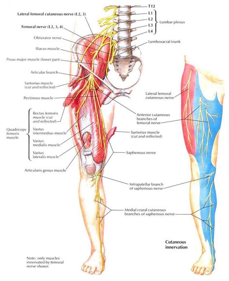 Anatomical location of the femoral nerve (source) Anatomi Dan Fisiologi, Sartorius Muscle, Femoral Nerve, Nerve Anatomy, Muscle Atrophy, Arteries And Veins, Piriformis Syndrome, Spinal Nerve, Psoas Muscle