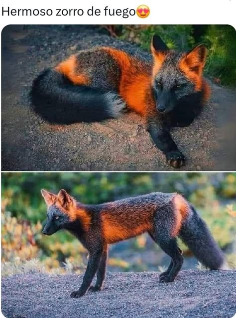 Fox Facts, Cross Fox, Animal Poses, Fox Images, Wild Animals Pictures, Black Fox, Orange Fox, Pet Fox, Rare Animals