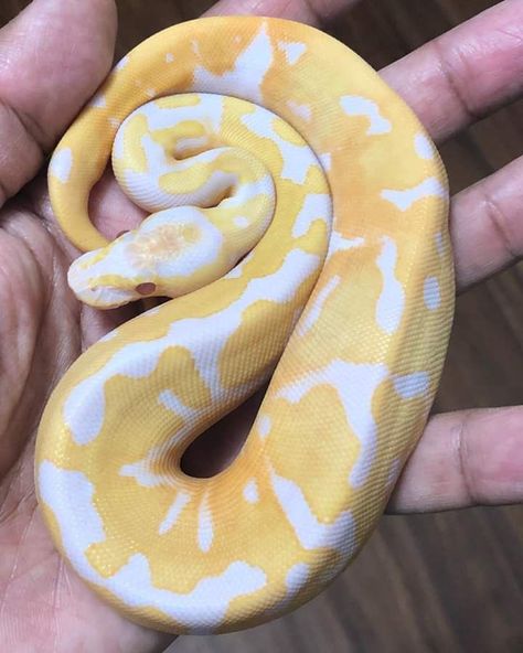 Corn Snakes, Kinds Of Snakes, Danger Noodles, Cool Snakes, Duck Pictures, Pretty Snakes, Colorful Snakes, Yellow Snake, Cutee Animals