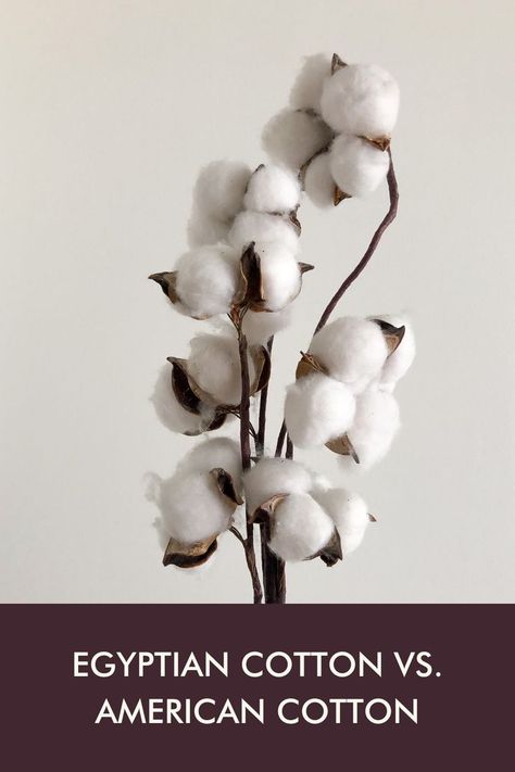 pure parima egyptian cotton Aesthetic Greenery, Fen Shui, Coffee Filter Paper, Cotton Stems, Moth Orchid, Cotton Plant, Cotton Flower, Fabric Pictures, Collage Kit