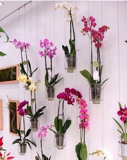 25 Brilliant Orchid Hanging Ideas For Your Wall Garden Hanging Plant Ideas, Decorating With Plants, Hanging Orchid, Indoor Orchids, Home Backyard, Indoor Plant Wall, Orchid Planters, Hanging Plant Wall, Growing Orchids