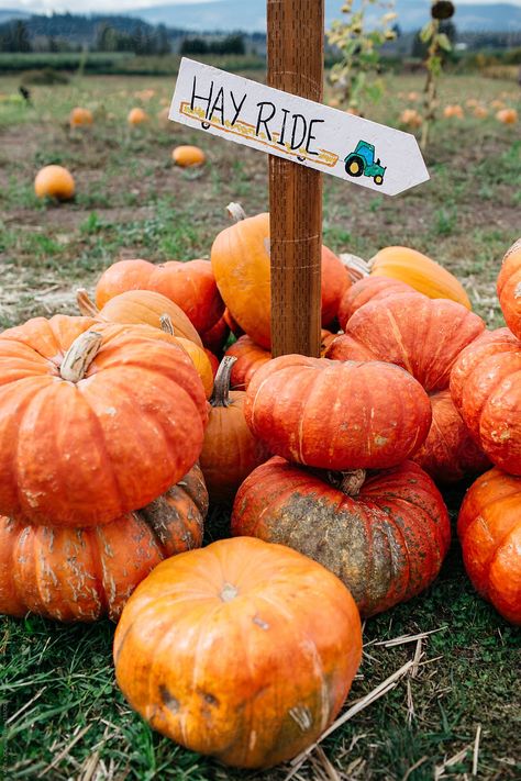 Hay Ride Ideas, Hay Ride, Pumpkins And Gourds, Best Pumpkin Patches, Pumpkin Patch Sign, Fall Dinner Party, Fall Dates, Autumn Tea, Fun Fall Activities