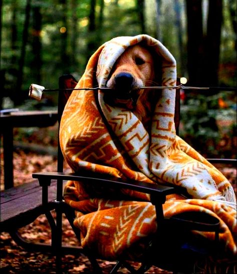 Dog Photoshoot, Dog Camping, Dog Adventure, Dog Photography, A Blanket, Animal Photo, Dog Photos, Mans Best Friend, Dog Life