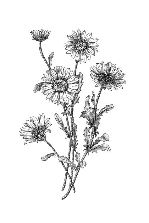 Hand Drawn black and white Daisy digital download Daisy Flower Sketch, Daisy Tattoo Black And White, Daisy Ink Drawing, Botanical Illustration Tattoo, Daisy Scientific Illustration, Botanical Illustration Black And White, Daisy Flower Black And White, Daisy Drawing, Vintage Flower Tattoo