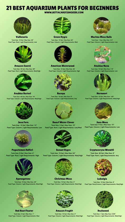 Check out the best aquarium plants for beginners! If you want to learn about 12 more you can add to your tank, then make sure to check out the article! Planted Community Aquarium, Fish Tank Beginner, 10gallon Fish Tank, 10 Gallon Planted Betta Tank, Fish Tank Plants Fresh Water, Best Aquarium Design, 10 Gallon Betta Tank Ideas, Simple Betta Tank, Betta Tank Plants