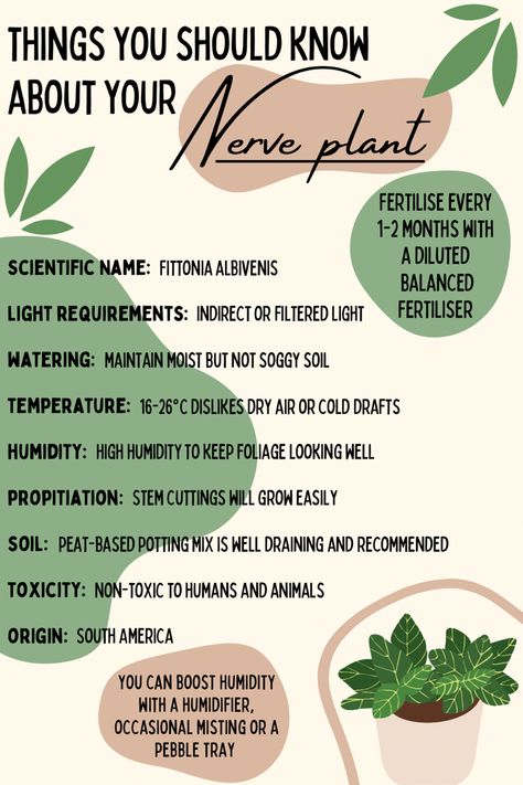 Fittonia Plant Care, Nerve Plant Care, Plant 101, Fittonia Plant, Plant Parenthood, Plants Grown In Water, Garden Notes, Plant Care Guide, Nerve Plant