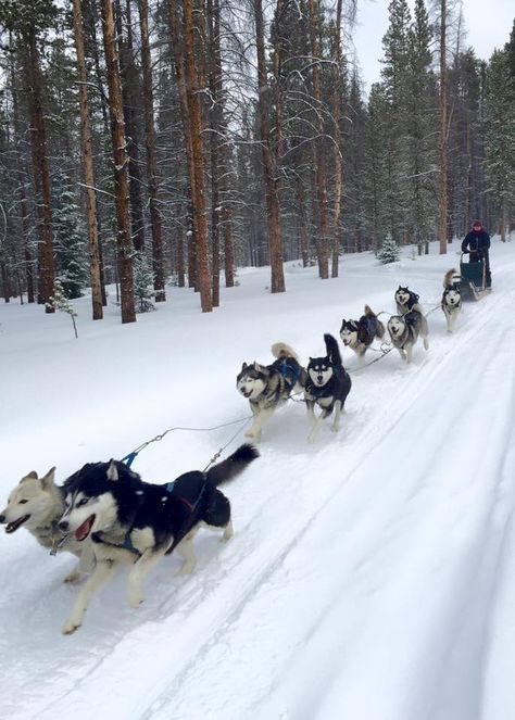 Sled Dogs Aesthetic, Dog Sledding Aesthetic, Husky Sledding, Huskies Sled, Dog Sled, Snow Dogs, Tromso, Winter Pictures, Dog Sledding