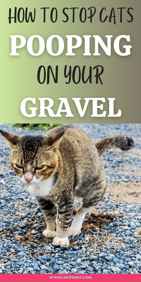 cat pooping on yard gravel Garden Gravel, Cat Deterrent Spray, Cat Deterrent, Scary Eyes, Garden Boxes Diy, Natural Repellent, Cat Repellant, Home Cleaning Hacks, Boxes Diy