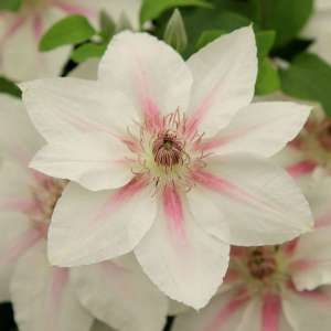 Clematis: 85+ from £12.99 Clematis Colors, Clematis Wilt, Fast Growing Flowers, Creepers Plants, White Clematis, Climber Plants, Buy Me Flowers, Planting Schemes, Garden Compost