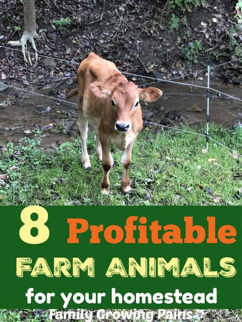 Do you want to make money on your homestead? Now is the time to consider adding one or more of these 8 profitable farm animals. Depending on your space and how much time you want to put into raising farm animals, you have several choices for the best homestead livestock that will earn you money. Raising Livestock, Livestock Shelter, Homestead Animals, Homesteading Animals, Raising Pigs, Raising Ducks, Raising Farm Animals, Raising Rabbits, Raising Goats