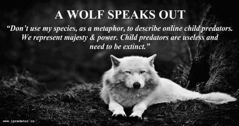 #ChildExploitation #ChildSafety & #OnlinePredator Awareness Image – Public Domain Internet Safety Graphic by #iPredator New York, USA     “Online predators may groom their victims like “Wolves in Sheep’s Clothing”, but we don’t molest our pups.” Dr. Canis Lupus (2017) Wolf Quotes, Gra O Tron, Wolf Wallpaper, She Wolf, Movies And Series, Grey Wolf, Lone Wolf, White Wolf, A Wolf