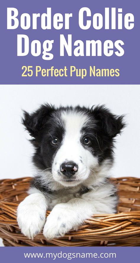 25 wonderful names for your new Border Collie. Cute, athletic, cultured and so much more. These dog names are perfect for a new pup! Border Collie Names, Country Dogs, Border Collie Colors, Girl Dog Names, Names Girl, Herding Dogs, Border Collie Dog, Puppy Names, Girl Dog