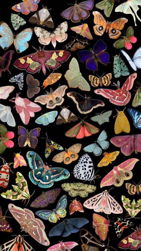 Moth Wallpaper, Moth, Butterflies, Iphone