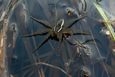 Fishing Spider  Also known as raft spider, dock spider and wharf spider. Clearly, this spider has something to do with water. Indeed, they spend their time at the edge of ponds and streams with a few of their legs stretched on the surface waiting for vibrations. They mostly eat insects but since they can also dive underwater, large ones also eat small fish and tadpoles. Fishing Spider, Water Spider, Arachnids Spiders, Pet Spider, Thought Bubble, Moth Caterpillar, Character Board, Thought Bubbles, Small Fish