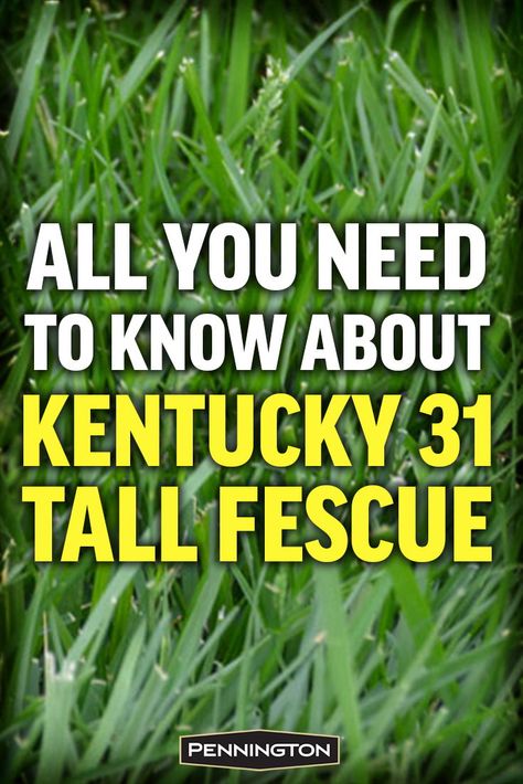 Tall fescue is an important turf grass in the United States by helping tall fescue transition from livestock pasture grasses to lush, durable, manicured lawns. It is valued for easy establishment, drought resistance and improved heat tolerance over many other tall fescue varieties. #Grass #lawncare #lawn #tallfescue Tall Fescue Grass Lawn, Fescue Grass Lawn, Tall Fescue Lawn, Shade Tolerant Grass, Fescue Grass Seed, Tall Fescue Grass, Fescue Lawn, Land Scaping, Fescue Grass