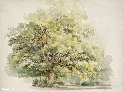 Boomstudie by George Andries Roth (1809–1887). Original from the Rijksmuseum. Digitally enhanced by rawpixel. | free image by rawpixel.com / Rijksmuseum (Source) Oak Tree Drawings, Boom Kunst, Art Prints Online, Tree Wallpaper, Tree Drawing, Vintage Landscape, Neutral Wall Art, Tree Wall Art, Country Art