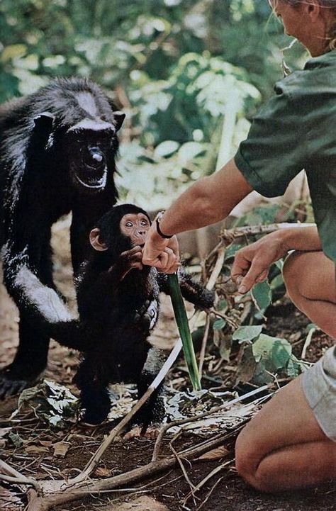 Under the watchful eye of mother Flo, baby Flint makes contact with British scientist Jane Goodall. c.1965. Wildlife Biologist, Animal Conservation, Jane Goodall, Great Ape, Animal Science, Nature Conservation, Living Things, Wildlife Conservation, National Geographic Photos