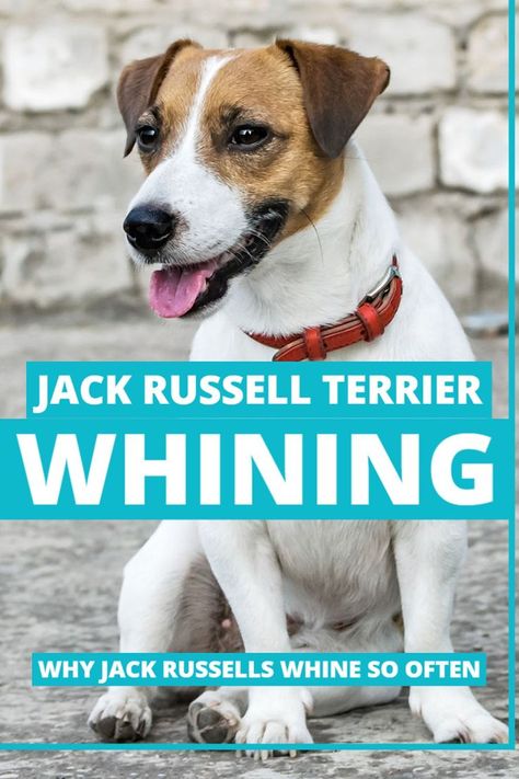 Why Do Jack Russell Terriers Whine? [Top 4 Reasons] Jack Terrier, Rat Terrier Mix, Stop Whining, Jack Russell Terriers, Jack Russell Dogs, Jack Russells, Dog Ages, Jack Russel, Rat Terriers